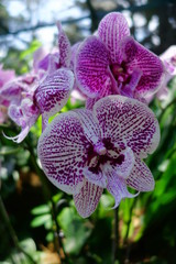 Orchid&eacute;e