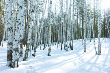 Sunny Day in Winter Birch Trees Forest