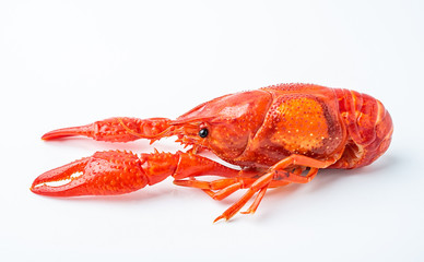 A bright red delicious crayfish on a white background