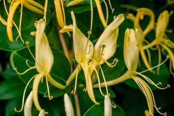 Honeysuckle heaven