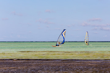 two wind surfers off shore with blurred kelp in the foreground - copy space