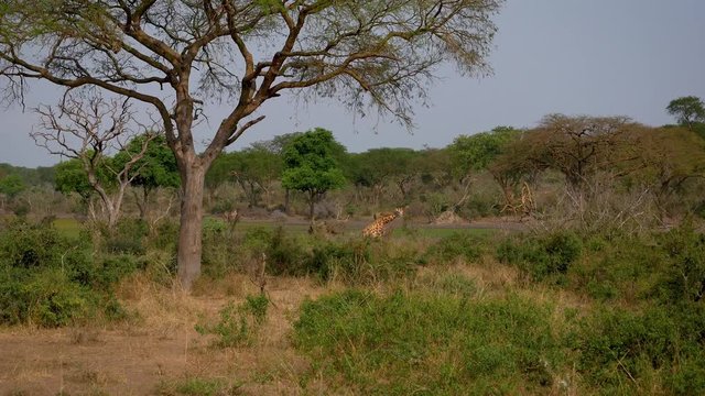 Wild African Giraffes Graze In Thickets Of Thorns Among Acacia Trees