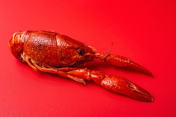 A bright red delicious crayfish on a red background