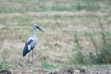 Cockerel in nature that is drought.