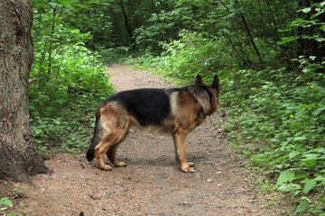 dog in a beautiful summer forest