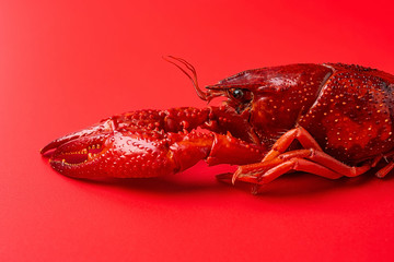 A bright red delicious crayfish on a red background