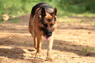 dog in a beautiful summer forest