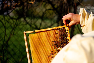 Bienen Honig Imker