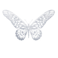 A hand-drawn silver butterfly. Illustration on white background.