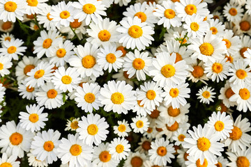Daisies close-up, top view. White flowers