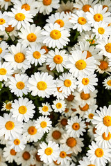 Daisies close-up, top view. White flowers