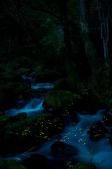 渓流とゲンジボタル