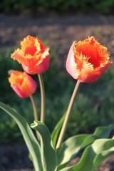 red tulips in the garden