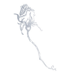 Hand-drawn silver rose. Illustration of a flower on a white background.