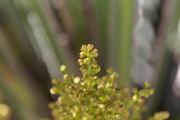 European fan palm flowers Chamaerops humilis,.