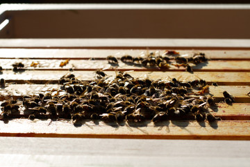 Bienen Honig Imker