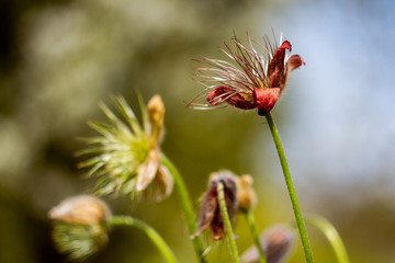 Frühlingsblüte rot
