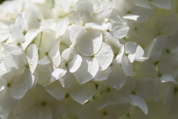 hydrangea flower white beauty beautiful