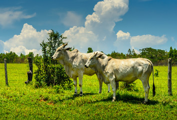 Countryside of Minas Gerais  .  Nerole ,cattle  in farm in Brazil.