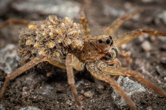 Female wolf spider carrying baby spiderlings on her back