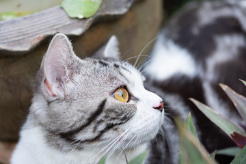 Close up  beautiful yellow eyes of kitty