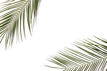 palm leaves on a wooden background with free space for text. a draft for a design. minimalism, creativity. flatlay
