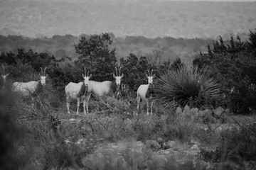 scimitar oryx wildlife portrait in black and white