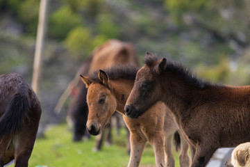 Mountain Horses