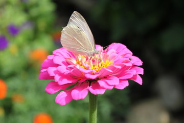 flower  pink beauty butterfly white