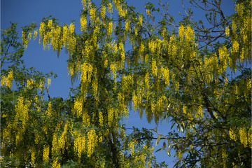 Fototapeta premium Goldregen