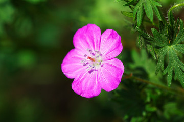 Fototapeta na wymiar Violet meadow flower on a green background. Macro.