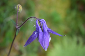 Detalle de una flor de campanilla (campanula) de color lila en un bosque con polen en sus p&eacute;talos.
