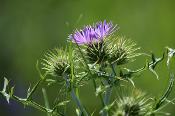 Detalle de la flor morada de la planta del cardo con hojas verdes.