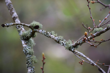 Ramas de árbol con musgo en un bosque húmedo al amanecer.