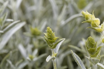 Blossom of an ironwort, Sideritis syriaca.