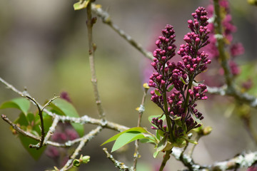 Brotes de flores moradas en un árbol de hojas verdes y ramas con musgo en un bosque arbolado y soleado