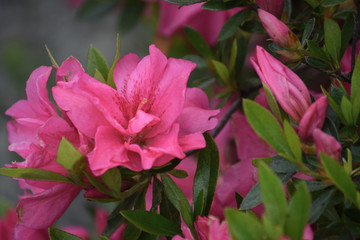 Detalle de las flores de azalea en un jardín al atardecer. 
