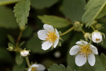 Flower of a  strawberry, Fragaria virginiana.