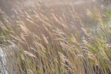 Detalle de campo de cereales sin segar mecidos por el viento en un día soleado.