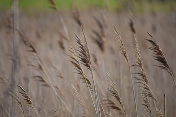 Obraz premium Detalle de campo de cereales sin segar mecidos por el viento en un día soleado.
