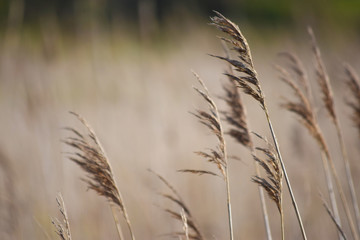 Detalle de campo de cereales sin segar mecidos por el viento en un día soleado.