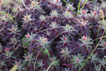 Brotes de plantas con pequeñas hojas verdes y moradas en un bosque