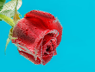 A wonderful rose in air bubbles. Macro on a blue background