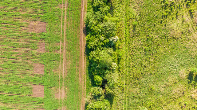 Photo From The Air. Beautiful View Of The Green Field With A Cluster Of Trees In The Center. Bright Sunny Day