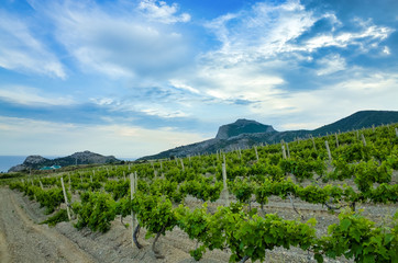 Naklejka premium Sudak, Crimean Republic, Russia - May 30, 2017: View of the district of Sudak. Terrain in the mountains, vineyards, the sea on the horizon. Genoese fortress. View of mount Falcon.