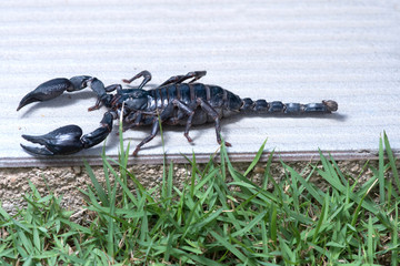 Scorpion on nature background in courtyard.