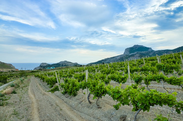 Fototapeta na wymiar Sudak, Crimean Republic, Russia - May 30, 2017: View of the district of Sudak. Terrain in the mountains, vineyards, the sea on the horizon. Genoese fortress. View of mount Falcon.