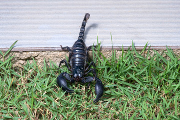 Scorpion on nature background in courtyard.