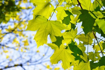 Sunlight on fresh green leaves.