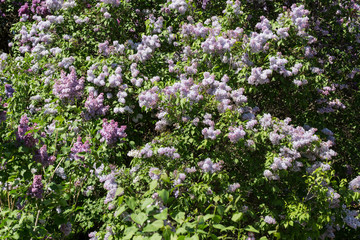 Fototapeta na wymiar Spring branch of blossoming lilac. 